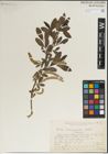 Foto von Salix laevigata Bebb